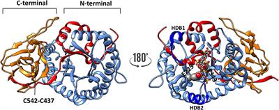 Heparanase: A Challenging Cancer Drug Target